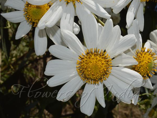 Tree Chrysanthemum